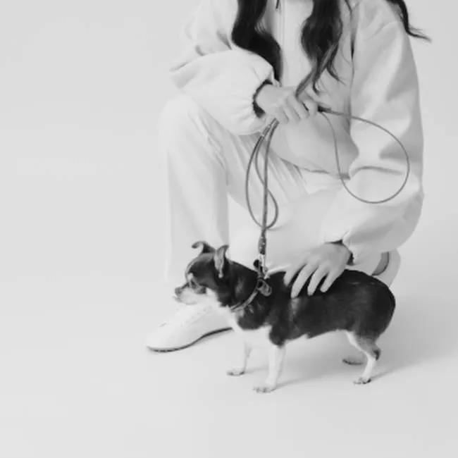 video Oscar牵引绳